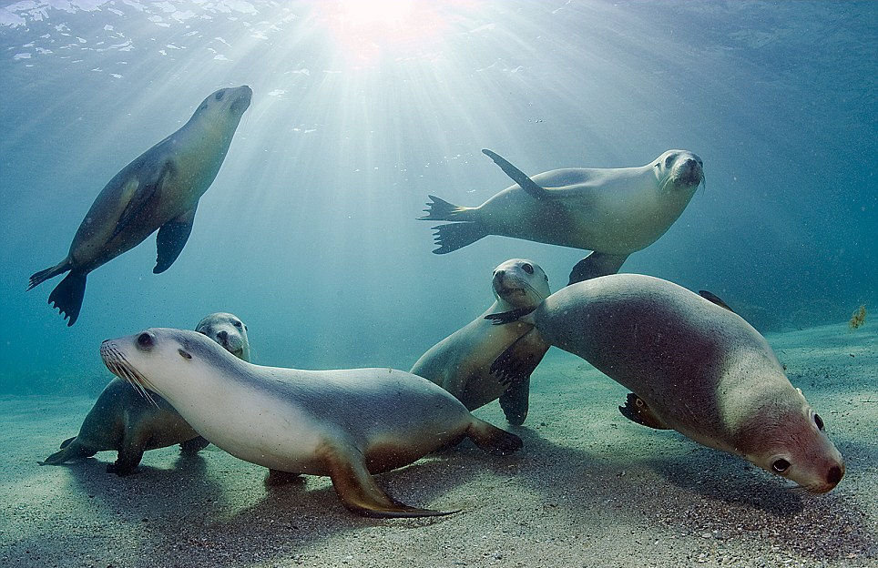 Seals in Cortes´s Sea