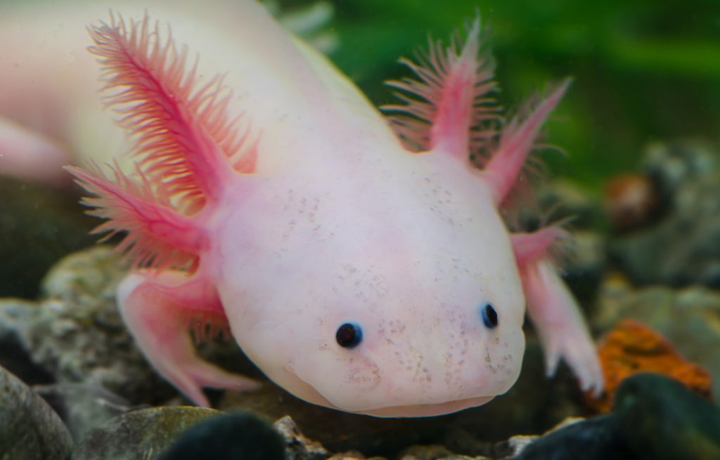  mexican axolotl